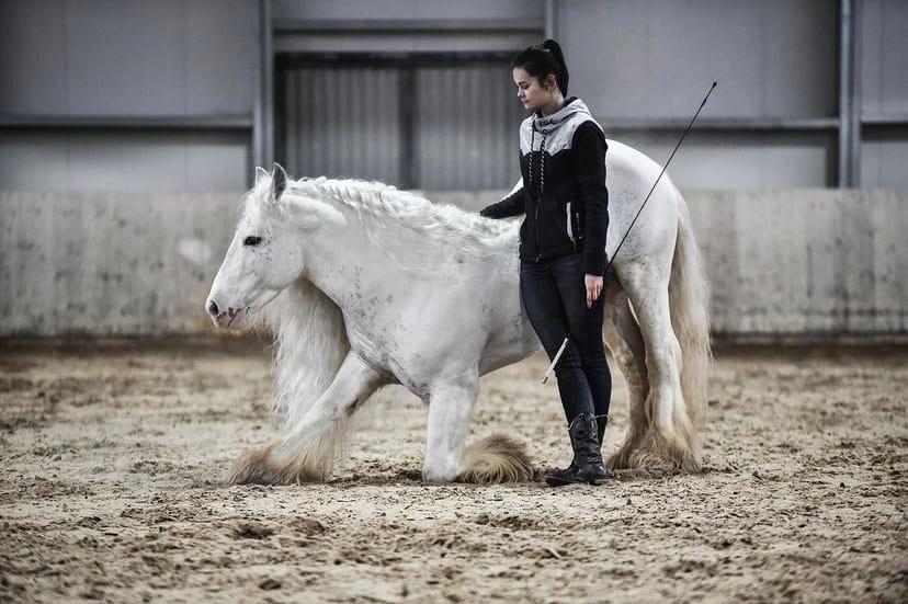 Фото Рамзан Кадыров купил у сибирячки лошадь за 2 миллиона рублей 2
